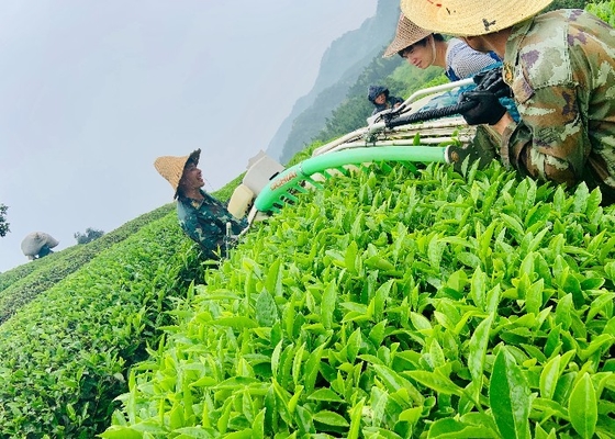 Tăng cường tiêu hóa với trà Dahongpao Thời gian pha trà 2-3 phút