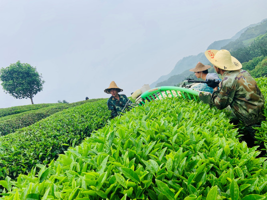 Thời gian pha 2-3 phút - Trà trắng Feibai Anji Trà nồi nhỏ để kiểm soát căng thẳng