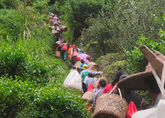Thời gian pha 2-3 phút - Trà trắng Feibai Anji Trà nồi nhỏ để kiểm soát căng thẳng
