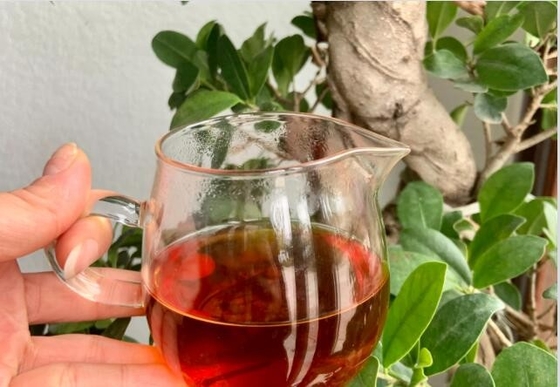 Tylin được phát triển bằng cách lai giống từ Viện Nghiên cứu Trà của Học viện Khoa học Nông nghiệp Phú Quốc với tiegua