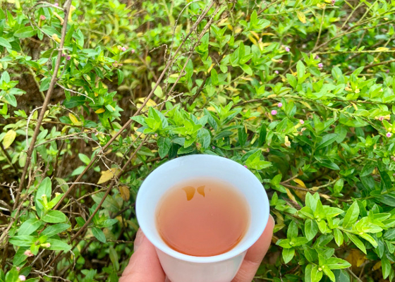 Bắt đầu một hành trình lành mạnh hơn với 3-5 phút thời gian pha cà phê thay thế lành mạnh cho trà